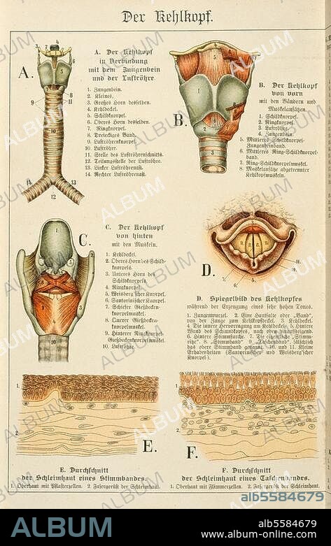 ANONYME. Médecine / Anatomie : bouche et gorge. "Le larynx". Lithographie coul. In : La structure du corps humain. Description anatomique de l'être humain pour l'école et la maison. D'ap. esquisses de P. Ebenhöch, retravaillées et publiées par Theodor Himmelein. Esslingen près de Stuttgart (J. F. Schreiber) 1895, pl. XIX. Berlin, Sammlung Archiv für Kunst und Geschichte.
