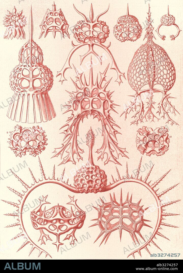 Illustration shows microorganisms. Spyroidea. - Nükchenstrahlinge, 1 print : photomechanical ; sheet 36 x 26 cm., 1904. Ernst Haeckel 1834 – 1919 German biologist, naturalist, philosopher, physician, professor, and artist who discovered, described and named thousands of new species, mapped a genealogical tree relating all life forms, and coined many terms in biology, including anthropogeny, ecology, phylum, phylogeny, stem cell, and Protista.