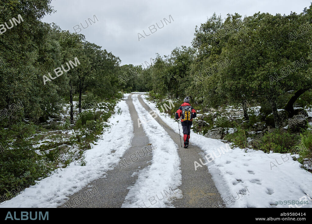Camí vell de Pollença a Lluc, finca pública de Binifaldó, Escorca, Paraje natural de la Serra de Tramuntana, Mallorca, balearic islands, Spain.