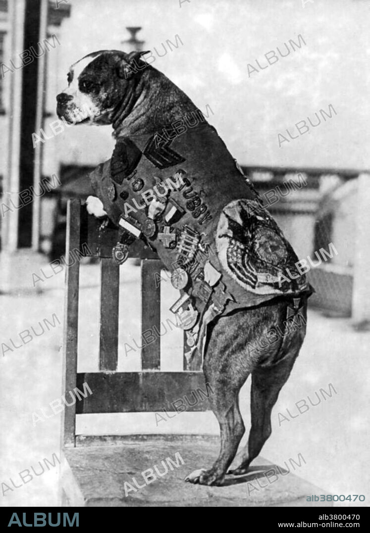 Sergeant Stubby wearing military uniform and decorations. While training for combat on the fields of Yale University in 1917, Private J. Robert Conroy found a brindle puppy with a short tail. He named him Stubby, and soon the dog became the mascot of the 102nd Infantry, 26th Yankee Division. When they headed for the front lines in France, Stubby was given special orders allowing him to accompany the Division to the front lines as their official mascot. Sergeant Stubby (1916 or 1917 - April 4, 1926), was the most decorated war dog of WWI and the only dog to be promoted to sergeant through combat. America's first war dog, Stubby served for 18 months and participated in seventeen battles on the Western Front. He saved his regiment from surprise mustard gas attacks, found and comforted the wounded, and even once caught a German spy by the seat of his pants, holding him there until American soldiers found him. Back home his exploits were front page news of every major newspaper and he was awarded many medals for his heroism, including a medal from the Humane Society presented by General John Pershing. He met Presidents Woodrow Wilson, Calvin Coolidge, and Warren G. Harding. In 1921, he attended Georgetown University Law Center with Conroy, and became the Georgetown Hoyas' team mascot. He died in 1926.