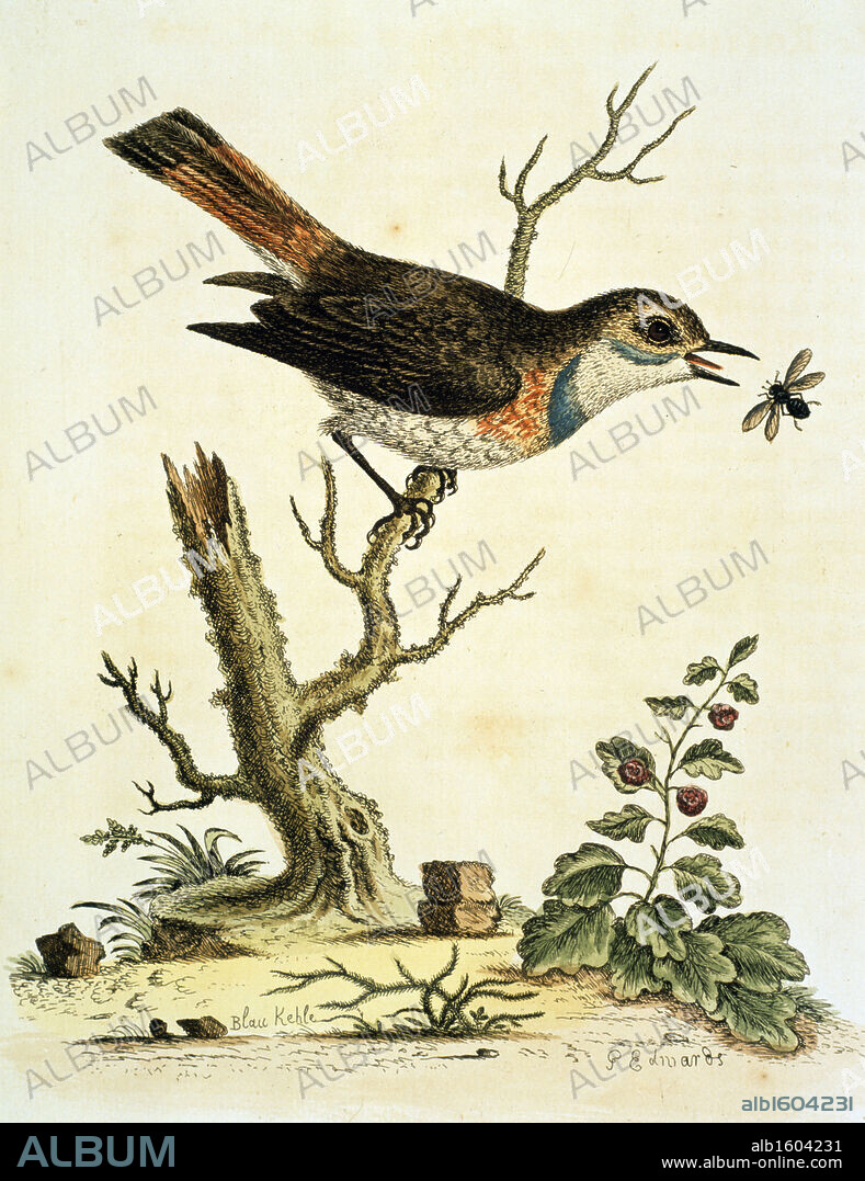 Nightingale by George Edwards,  1751,  (ca. 1694- ca.1773),  Chicago,  Newberry Library.