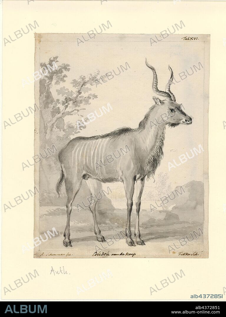 Tragelaphus strepsiceros, Print, The greater kudu (Tragelaphus strepsiceros) is a woodland antelope found throughout eastern and southern Africa. Despite occupying such widespread territory, they are sparsely populated in most areas due to declining habitat, deforestation and poaching. The greater kudu is one of two species commonly known as kudu, the other being the lesser kudu, T. imberbis., 1710-1792.