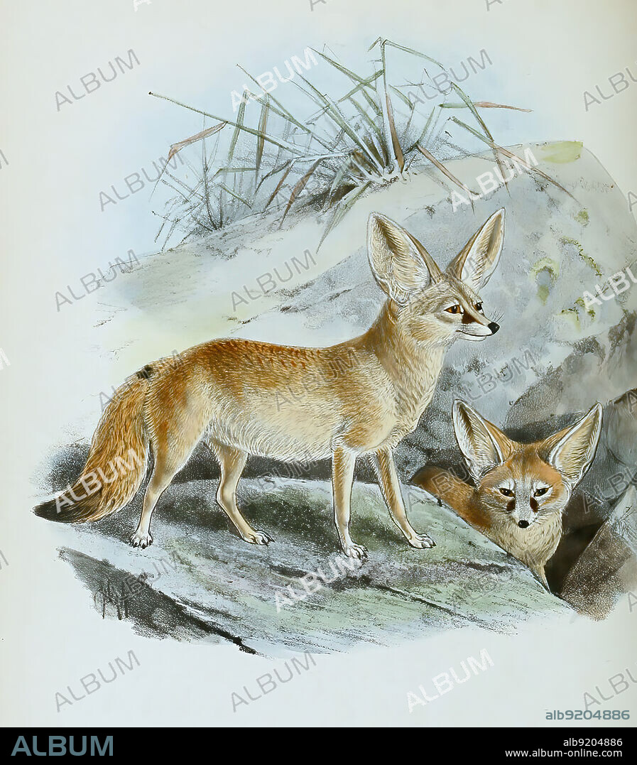 Fennek oder Wüstenfuchs, Vulpes zerda, Historisch, historical, digital improved reproduction of an original from the 19th century / digital restaurierte Reproduktion einer Originalvorlage aus dem 19. Jahrhundert, genaues Originaldatum nicht bekannt.