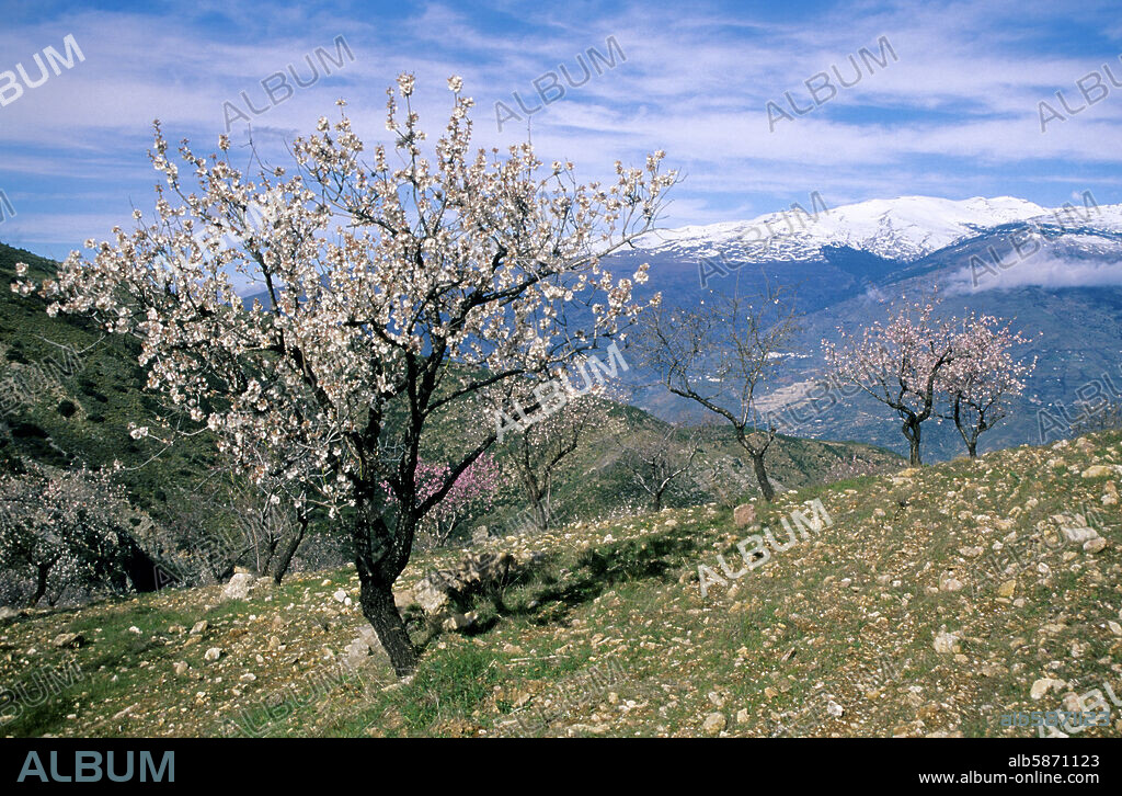 Las Alpujarras; almond trees with the Sierra de la Contraviesa and Sierra Nevada mountains at the background.