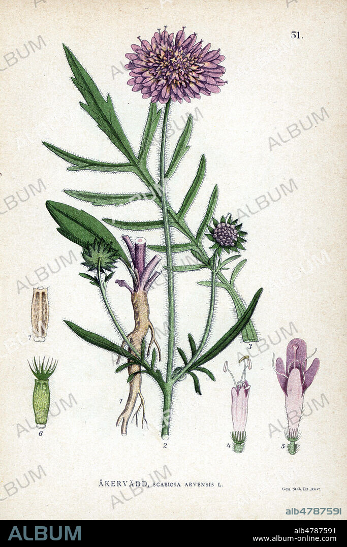 SCABIEUSE des CHAMPS, Scabiosa arvensis (ou Knautie des champs ou scabieuse des Alpes). Chromolithographie in La FLORE des pays nordiques , 1905. les illustrations sont realisees a partir des oeuvres de Johan Wilhelm Palmstruch (1802-1843). Chromolithograph from Carl Lindman's "Bilder ur Nordens Flora" (Pictures of Northern Flora), Stockholm, Wahlstr¨m & Widstrand, 1905. Lindman (1856-1928) was Professor of Botany at the Swedish Museum of Natural History (Naturhistoriska Riksmuseet). The chromolithographs were based on Johan Wilhelm Palmstruch's "Svensk botanik" (1802-1843).
