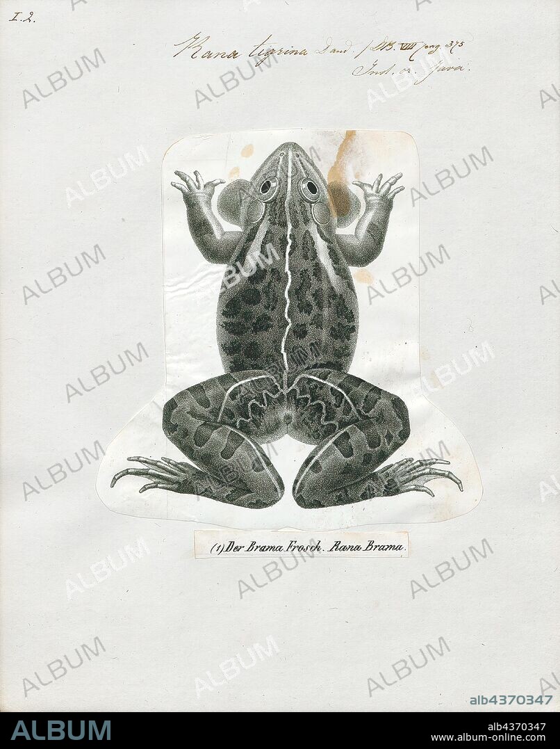 Rana tigrina, Print, Hoplobatrachus tigerinus, the Indus Valley bullfrog or Indian bullfrog, popular name Asian bullfrog, Asean bullfrog or Asia bullfrog, is a large species of frog found in mainland Myanmar, Bangladesh, India, Pakistan, Afghanistan, and Nepal. It has been introduced in Madagascar and India's Andaman Islands, where it is now a widespread invasive species., 1700-1880.