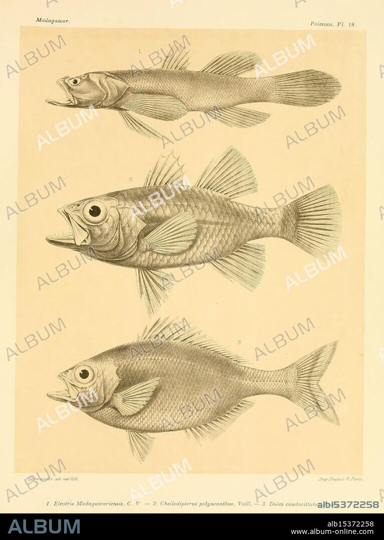 Histoire physique, naturelle, et politique de Madagascar, Paris, Impr. nationale, 1885-, maps, natural history, lepidoptera, Madagascar, description and travel., This illustration features three distinct fish species, each labeled with numerical identifiers. The top fish, depicted with a streamlined body and prominent eyes, exhibits a vibrant, streamlined appearance, while the middle fish displays a more rounded shape and larger dorsal fins, emphasizing its robust structure. The bottom fish is characterized by a wider body and strong pectoral fins, suggesting a different habitat or lifestyle. The detailed anatomical features, including fin placement and scale texture, highlight the diversity among these aquatic creatures, providing insight into their biological classification.