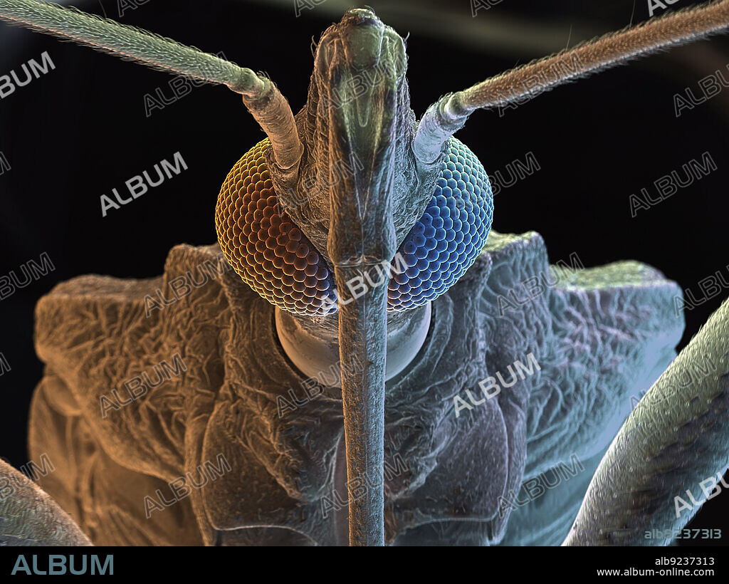 Kissing Bug. Order - Hemiptera; Family - Reduviidae; Sub-Family - Triatominae. This insect bites humans and is a vector for the parasitic protozoan Chagas Disease. The parasite, Trypanosoma cruzi, is transmitted through the insect's feces.. Live, unfixed specimen; natural state.. 48X @ 8"x10" size.