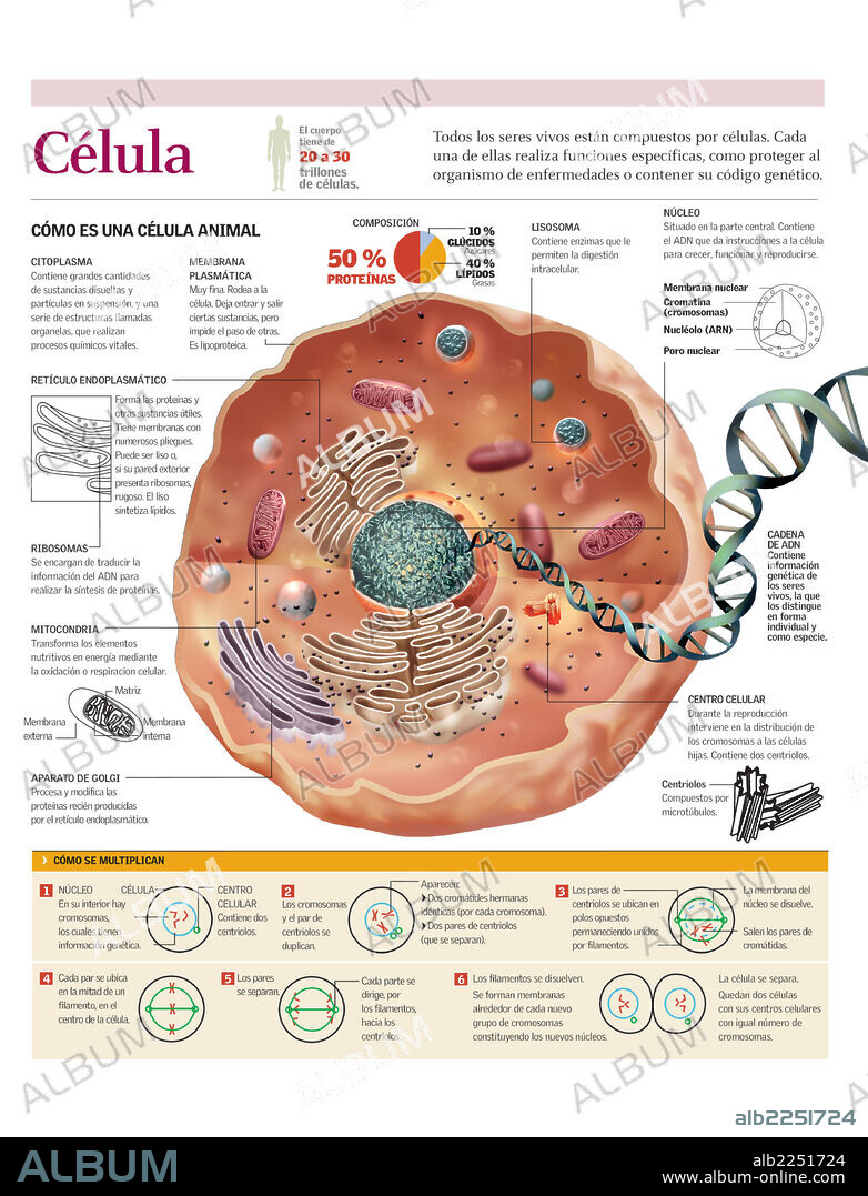 CELULA. Infografía de la estructura y composición de una célula animal y del proceso de multiplicación de las células.