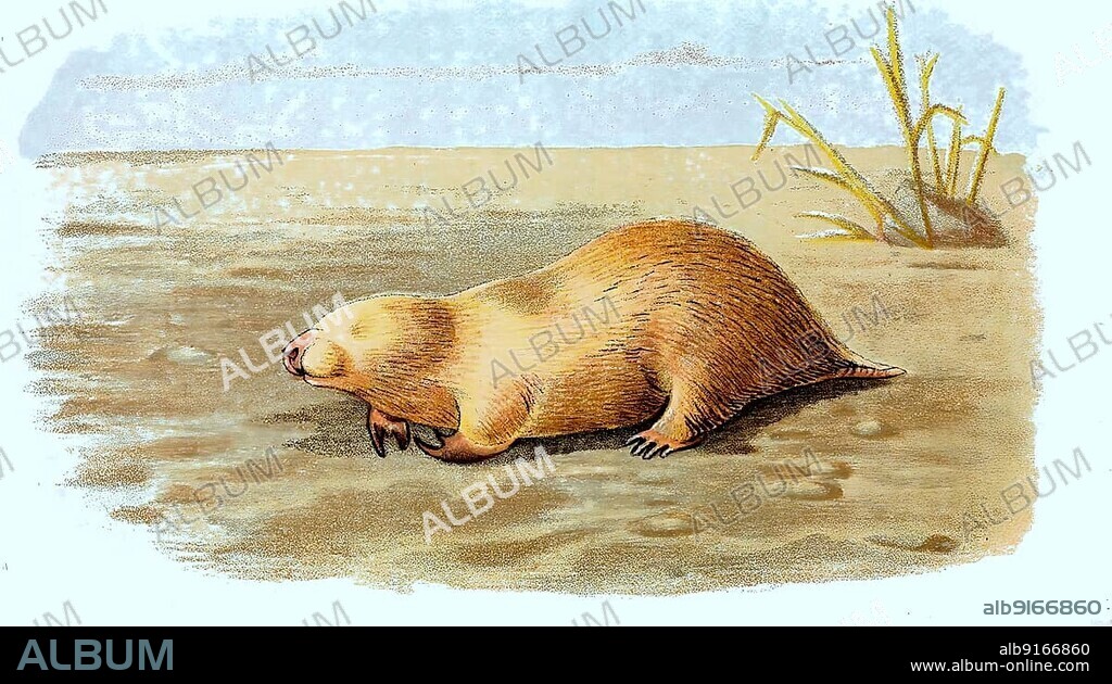 Southern marsupial mole (Notoryctes typhlops), Marsupial mole, digitally restored reproduction of a 19th century original