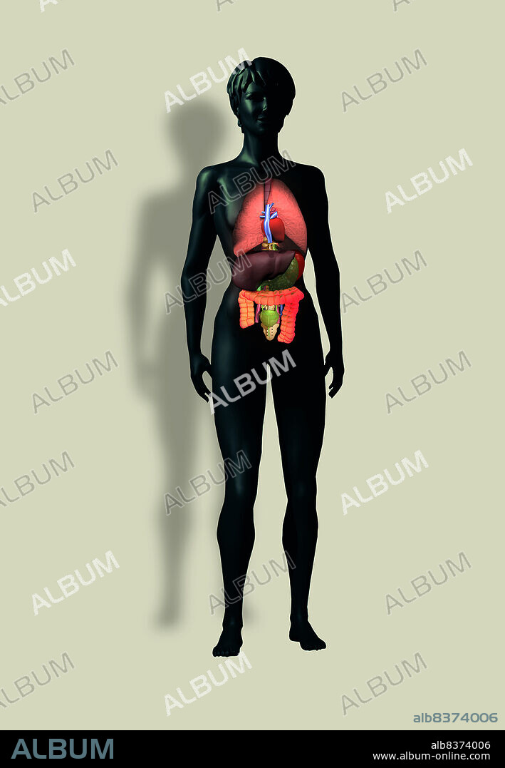 Anatomy of the trunk with lungs, heart, liver, stomach, spleen, colon and bladder.