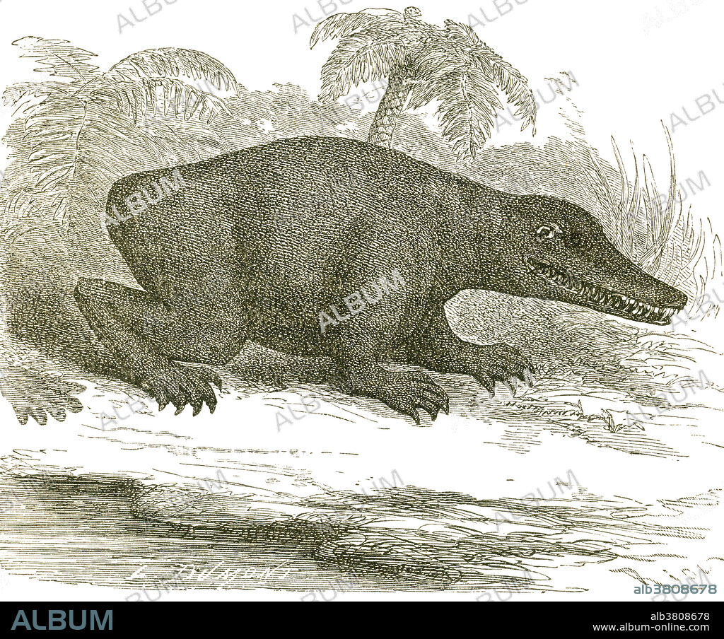 Labyrinthodon leaving footprints in sandy mud. These tracks are found in Triassic Period sandstones throughout the world. The trace fossil was initially given its own name, Cheirotherium, because no one was certain what animal was making it. Illustration from Louis Figuier's The World Before the Deluge, 1867 American edition.