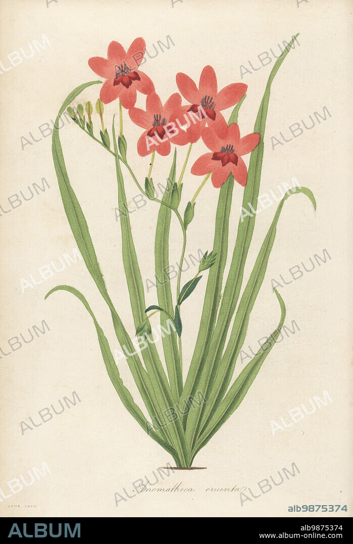 Flowering grass, Freesia laxa. Native to the Cape of Good Hope, South Africa. Blood-spotted anomatheca, Anomatheca cruenta. Handcoloured engraving from Joseph Paxtons Magazine of Botany, and Register of Flowering Plants, Volume 1, Orr and Smith, London, 1834.