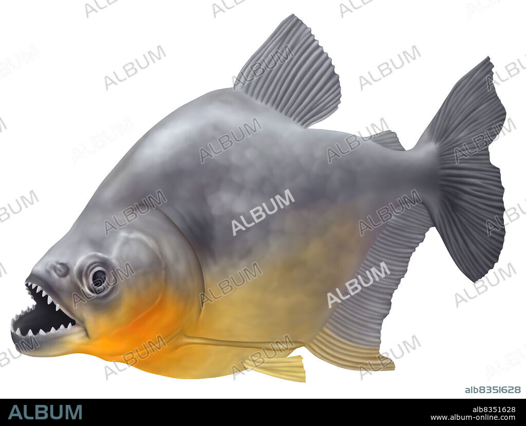 Small carnivorous sales fish