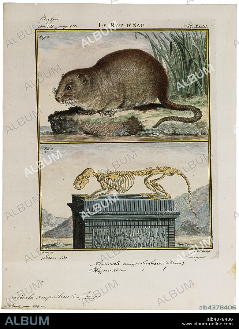 Arvicola amphibius, Print, The European water vole or northern water vole (Arvicola amphibius, included in synonymy: A. terrestris), is a semi-aquatic rodent. It is often informally called the water rat, though it only superficially resembles a true rat. Water voles have rounder noses than rats, deep brown fur, chubby faces and short fuzzy ears; unlike rats their tails, paws and ears are covered with hair., with skeleton.