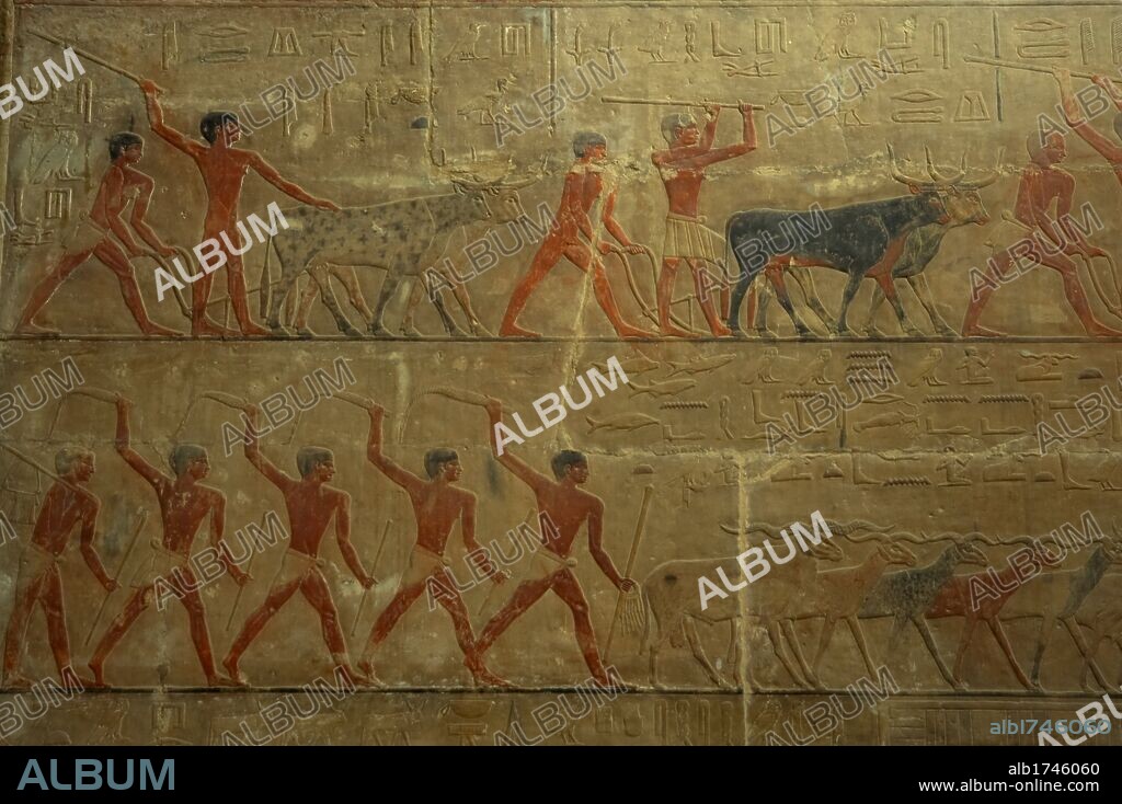 ARTE EGIPCIO. IMPERIO ANTIGUO. V DINASTIA. MASTABA DE TI. Relieve decorativo que representa una ESCENA DE GANADERIA. SAKKARA. Egipto.