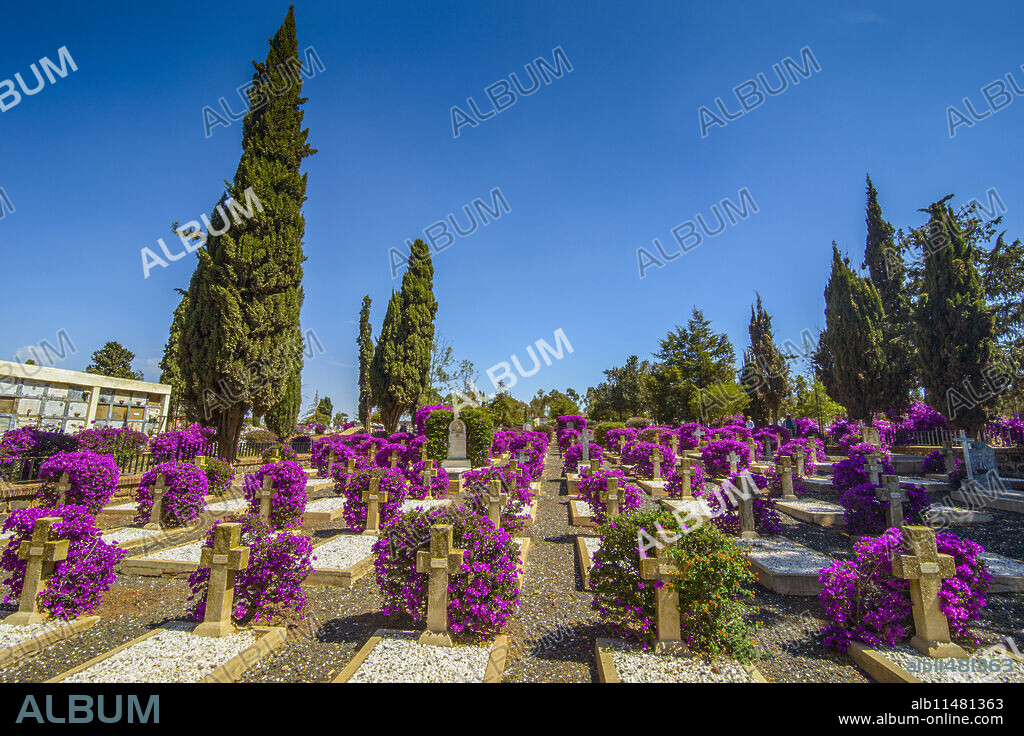 Blooming flowers at the Italian cemetery in Asmara capital of Eritrea.