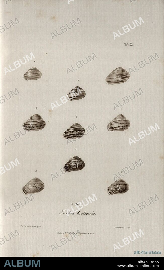 Tachea hortensis Helix, Snail species, Signed: W. Hartmann ad nat., del, S. Bühlmeyer Sculps, Publisher v., C. P. Scheitlin & Zollikofer, Tab. X, to p. 227, Hartmann, Wilhelm (ad. nat. del.); Bühlmeier, Salomon (sc.); Scheitlin & Zollikofer (ed.), 1844, Wilhelm Hartmann: Erd- und Süsswasser-Gasteropoden der Schweiz: mit Zugabe einiger merkwürdigen exotischen Arten. St. Gallen: Verlag von Scheitlin und Zollikofer, 1844.