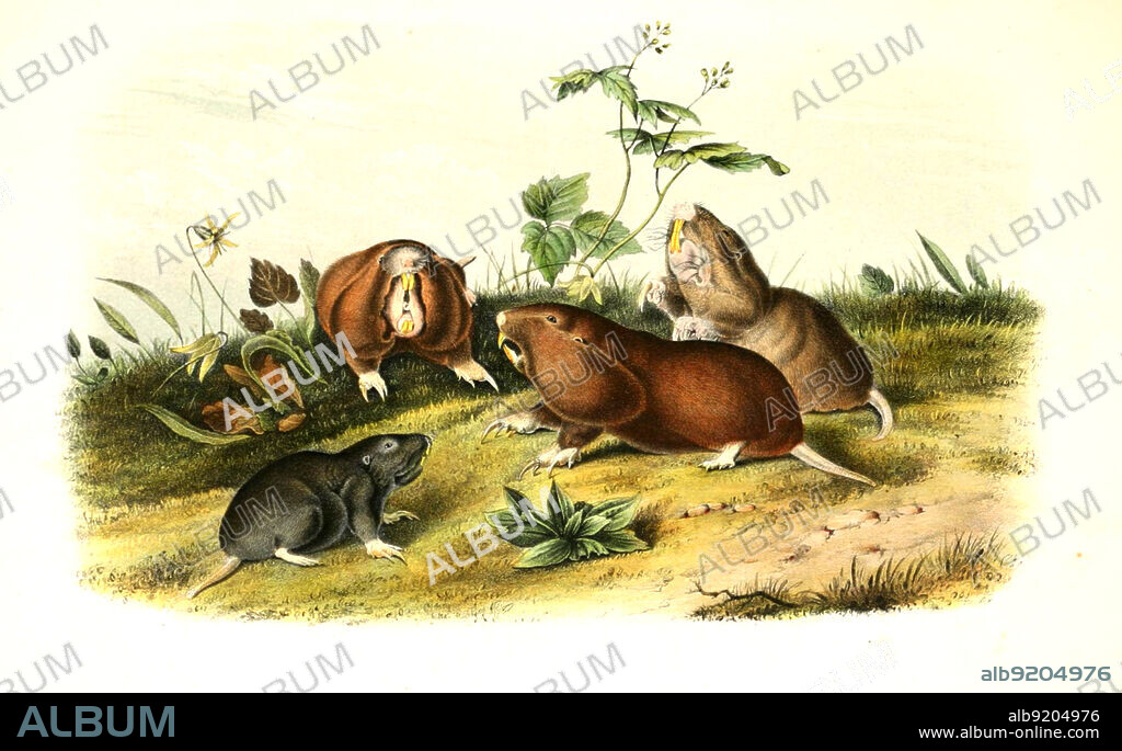 Hamsterratte, Crycetomys gambianus, Histoisch, digital restaurierte Reproduktion einer Originalvorlage aus dem 19. Jahrhundert, genaues Originaldatum nicht bekannt /pouched rat, historical, digital improved reproduction of an original from the 19th century.
