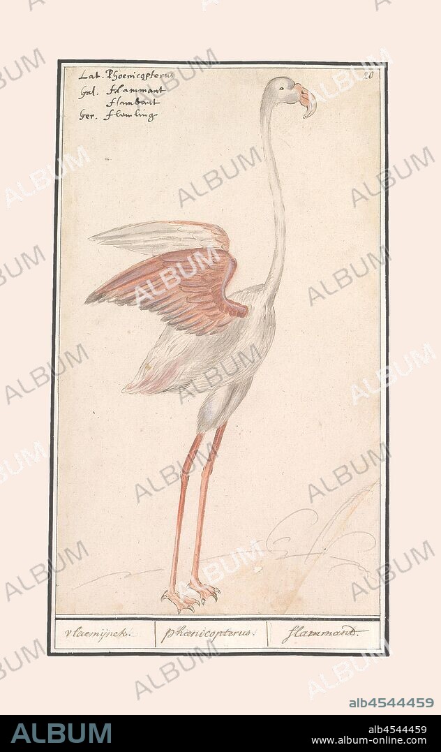 Common flamingo (Phoenicopterus roseus), vlaemijnck. / phaenicopteros. / flamandt. (title on object), European flamingo. Numbered top right: 20. Top left the name in four languages. Part of the third album with drawings of birds. Fifth of twelve albums with drawings of animals, birds and plants known around 1600, commissioned by Emperor Rudolf II. With explanations in Dutch, Latin and French, shore-birds and wading-birds (with NAME), Anselmus Boetius de Boodt, 1596 - 1610, paper, watercolor (paint), deck paint, pencil, chalk, ink, pen, h 297 mm × w 175 mm.