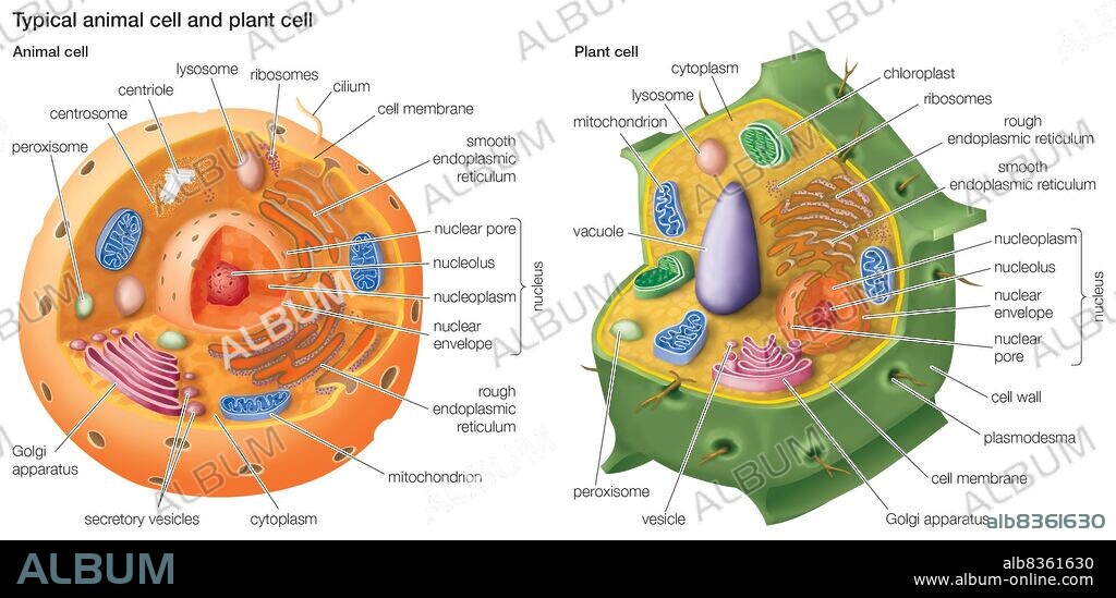 Typical animal cell and plant cell.