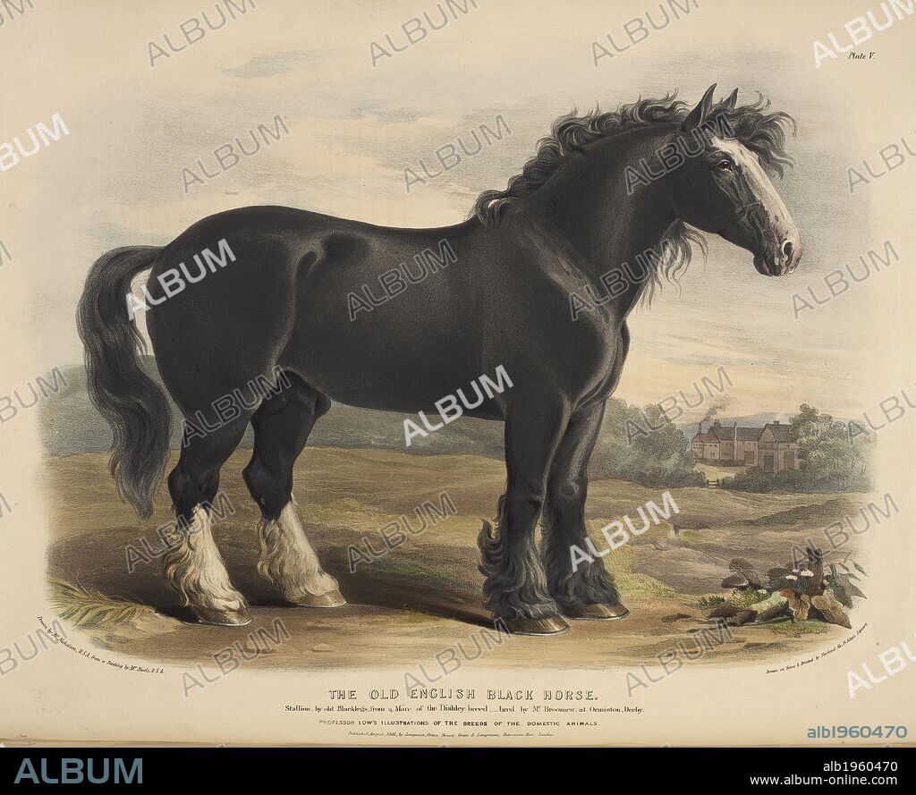 WILLIAM NICHOLSON et DAVID LOW. The Old English Black Horse . The Breeds of the Domestic Animals ... London, 1842. Source: 578.m.32, plate V.