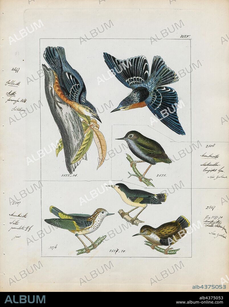 Sitta formosa, Print, The beautiful nuthatch (Sitta formosa, sometimes called Callisitta formosa) is a bird species in the Sittidae family, collectively known as nuthatches. It is a large nuthatch, measuring 16.5 cm (6.5 in) in length, that is not sexually dimorphic. Its coloration and markings are dramatic, the upper parts being black and azure, streaked with white and pale blue on the head and lined with the same colors on the wing feathers. The underparts are orange, and the eyebrow and throat are ochre. An irregular, dark eyestripe highlights its eye. S. formosa's ecology is not fully described, but it is known to feed on small insects and larvae found on the trunks and epiphyte-covered branches of trees in its range. Reproduction takes place from April to May; the nest is placed in the hole of an oak, rhododendron, or other large tree. The nest is made of plant material and fur in which the bird typically lays four to six eggs., 1820-1860.