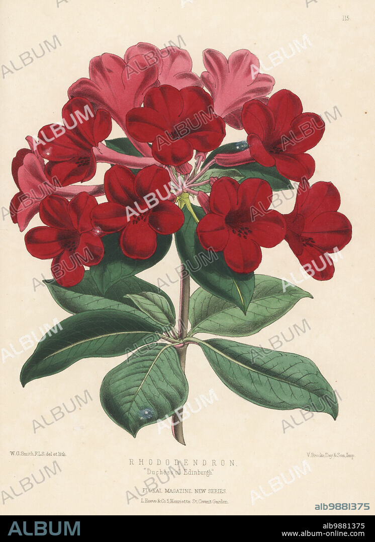 Rhododendron cultivar, Duchess of Edinburgh. Hybrid of R. Princess Royal and R. lobbii, raised by Veitch and Sons of Chelsea. Handcolored botanical illustration drawn and lithographed by Worthington George Smith from Henry Honywood Dombrain's Floral Magazine, New Series, Volume 3, L. Reeve, London, 1874. Lithograph printed by Vincent Brooks, Day & Son.