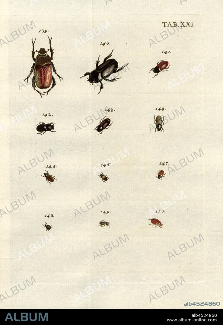 Terricolae. Erdwühler 10, 139. Chamaeleon, 140. Fimosus Surinamensis, 141. Vagabundus Ruber, 142. Errabundus Niger, 143. Errabundus Lividus, 144. Errabundus Interpunctatus, 145. Errabundus Canus, 146. Errabundus Maculosus, 147. Nasospurcus, 148. Nanus, 149. Vaginosus, 150. Berolinensis, signed: Val Bischoff excudit, Tab. XXI, after p. 103, Voet, Johannes Eusebius (del.); Bischoff, Valentin (exc.), 1785, Johannes Eusebius Voet; Georg Wolfgang Franz Panzer: Johann Euseb Voets Beschreibungen und Abbildungen hartschaaligter Insecten: Coleoptera Linn. Nürnberg: in der Valentin Bischoffischen Kunst- und Buchhandlung, 1785-1798.