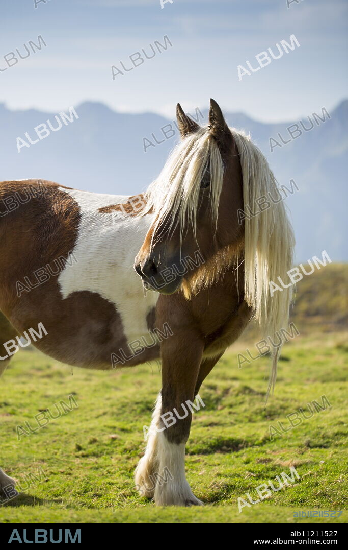 Horse in Vallee d'Ossau near Laruns in Parc National des Pyrenees Occident, France.