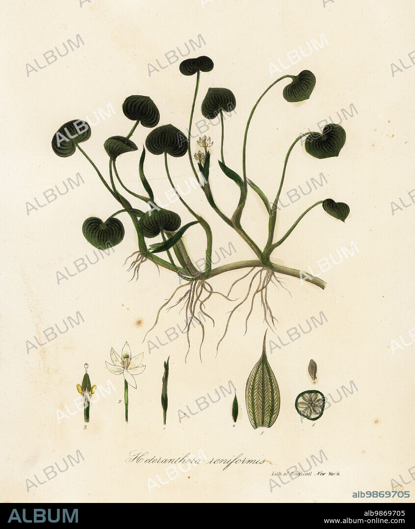 Mud plantain or water hyacinth, Heteranthera reniformis. Handcoloured lithograph by Endicott after a botanical illustration from John Torreys A Flora of the State of New York, Carroll and Cook, Albany, 1843. The plates drawn by John Torrey, Agnes Mitchell, Elizabeth Paoley and Swinton. John Torrey was an American botanist, chemist and physician 1796-1873.