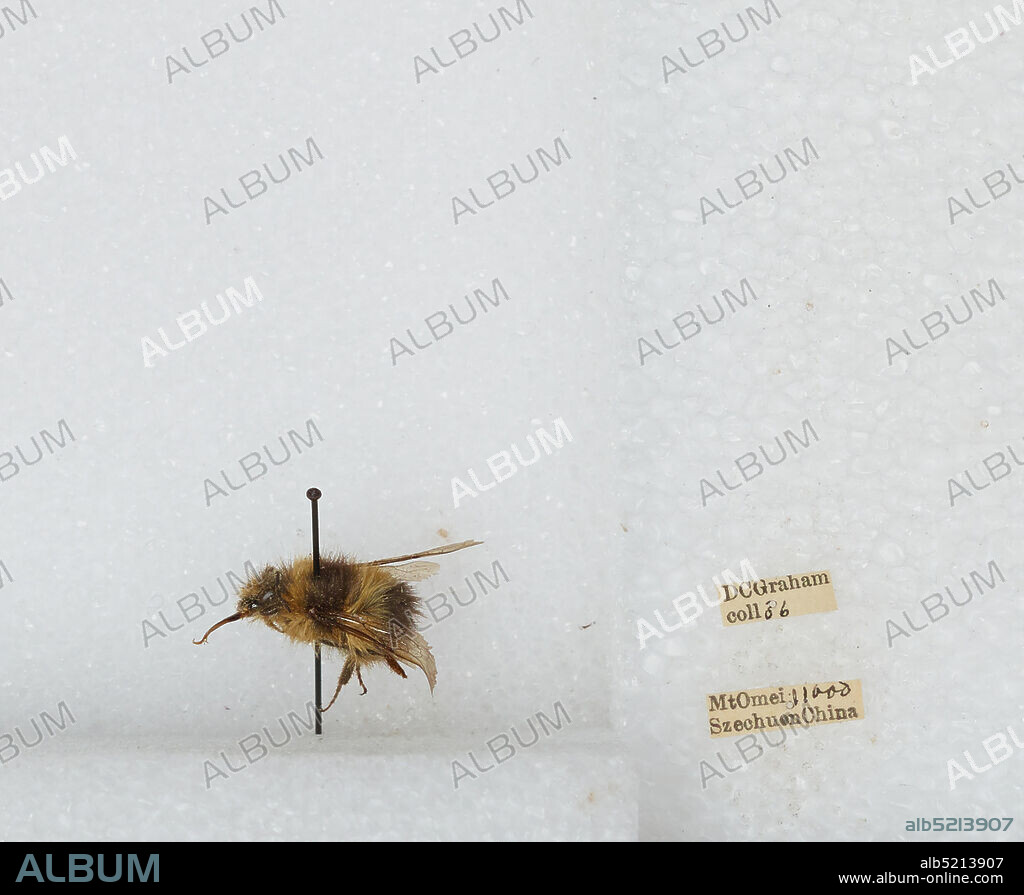 Mt Emei, Sichuan, China, Bombus sp., Animalia, Arthropoda, Insecta, Hymenoptera, Apidae, Apinae.