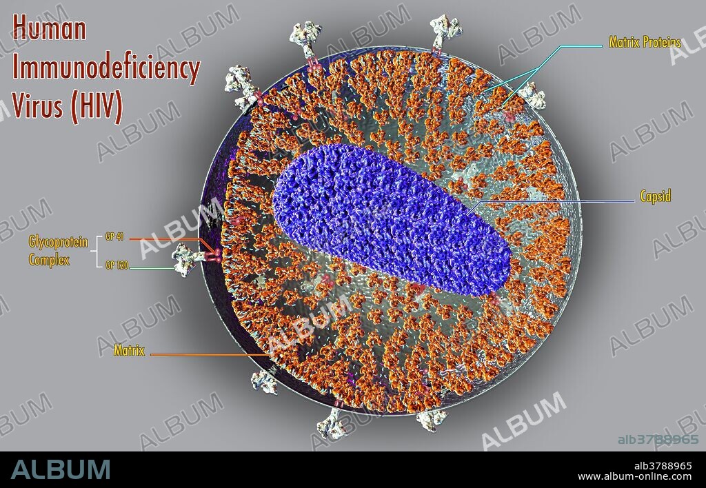 An illustration depicting the structure of the human immunodeficiency virus (HIV). The virus contains two copies of single-stranded RNA enclosed by a conical capsid. A matrix  surrounds the capsid, and in turn, is surrounded by a lipid bilayer envelope. Embedded in the viral envelope are HIV glycoproteins known as gp120 and gp40, which allows the virus to attach and fuse with host cells.