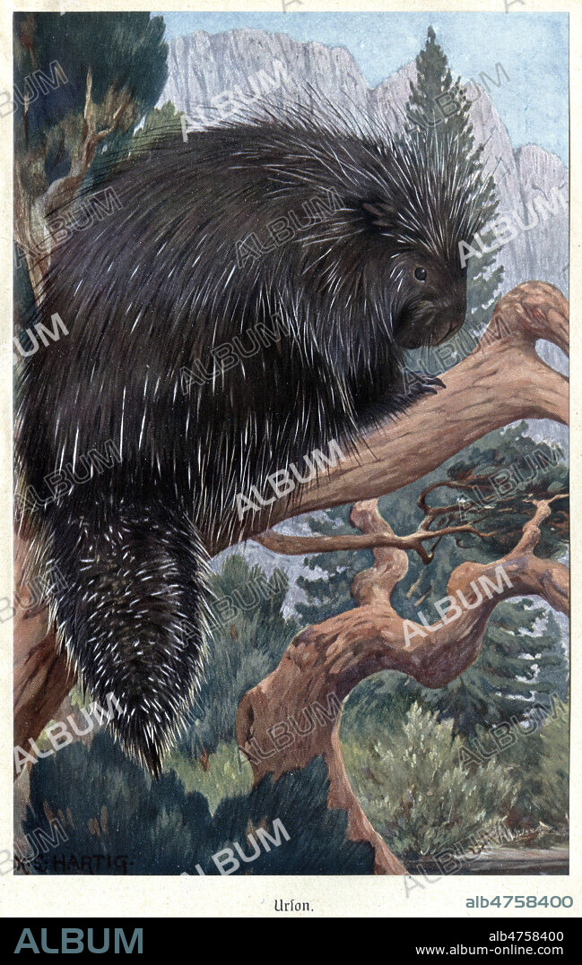 Urson. Illustration de 1920 pour Brehms Tierleben par Alfred BREHMS (1829-1884). Credit : Coll. Jonas/KHARBINE-TAPABOR.