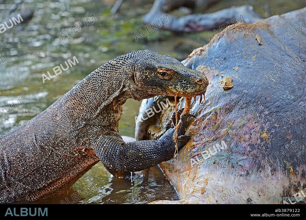 Komodo Dragon (Varanus komodoensis) feeding on the carcass of a buffalo that died in the mangrove area, Rinca Island, Komodo National Park, Indonesia, Asia.