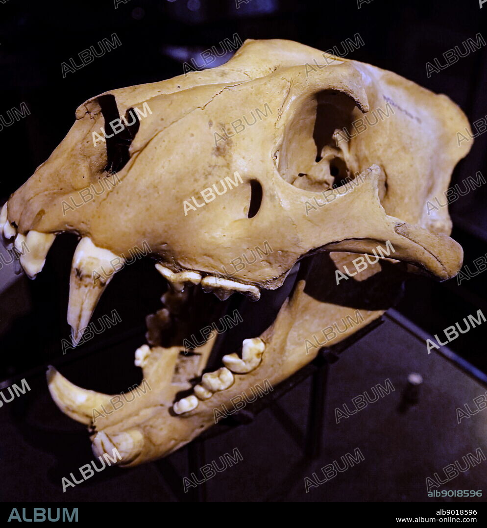 Barbary lion skull, also known as the Atlas Lion, formerly native to North Africa. Dated 14th Century.