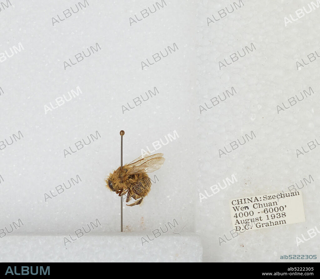 Wenchuan, Wenchuan Xian, Sichuan, China, Bombus sp., Animalia, Arthropoda, Insecta, Hymenoptera, Apidae, Apinae.