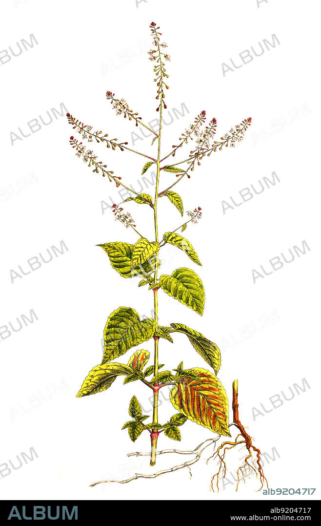 Großse Hexenkraut, Circaea lutetiana, auch Gewöhnliches Hexenkraut oder Gemeines Hexenkraut / Circaea lutetiana, known as broad-leaved enchanter's nightshade, historical, digital improved reproduction of an original from the 19th century / digital restaurierte Reproduktion einer Originalvorlage aus dem 19. Jahrhundert, genaues Originaldatum nicht bekannt.