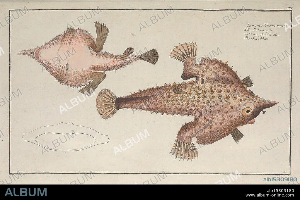 Ichtyologie, ou, Histoire naturelle, générale et particulière des poissons, A Berlin, Chez l'auteur, & chez François de la Garde libraire, 1785-1797, fishes, Germany, ichthyology, pictorial works, This illustration features two distinct views of a unique marine fish known for its distinctive shape and coloration. The top view shows the fish from above, emphasizing its broad body and prominent fins, while the side view reveals its streamlined form and details of its scales. The surrounding text labels the species, hinting at its classification within the aquatic ecosystem. The background is minimal, focusing attention on the intricate patterns and textures that adorn the fish's skin, showcasing the beauty of its natural design.
