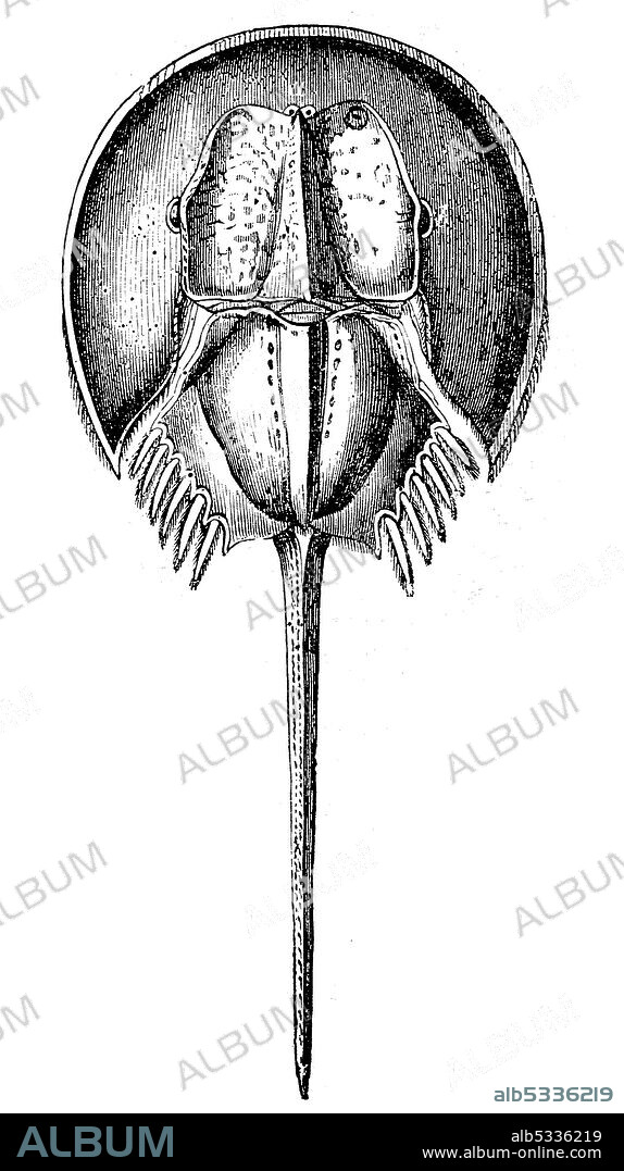 Horseshoe crab, marine and brackish water arthropod of the family Limulidae, Illustration from 1880  /  Pfeilschwanzkrebse, Limulidae, auch Molukkenkrebs, Hufeisenkrebs oder Königskrabbe, Illustration aus 1880, Historisch, historical, digital improved reproduction of an original from the 19th century / digitale Reproduktion einer Originalvorlage aus dem 19. Jahrhundert,.