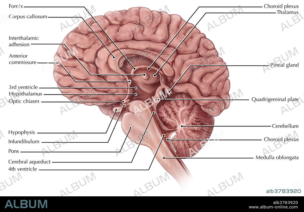An illustrated midsagittal view of the brain.