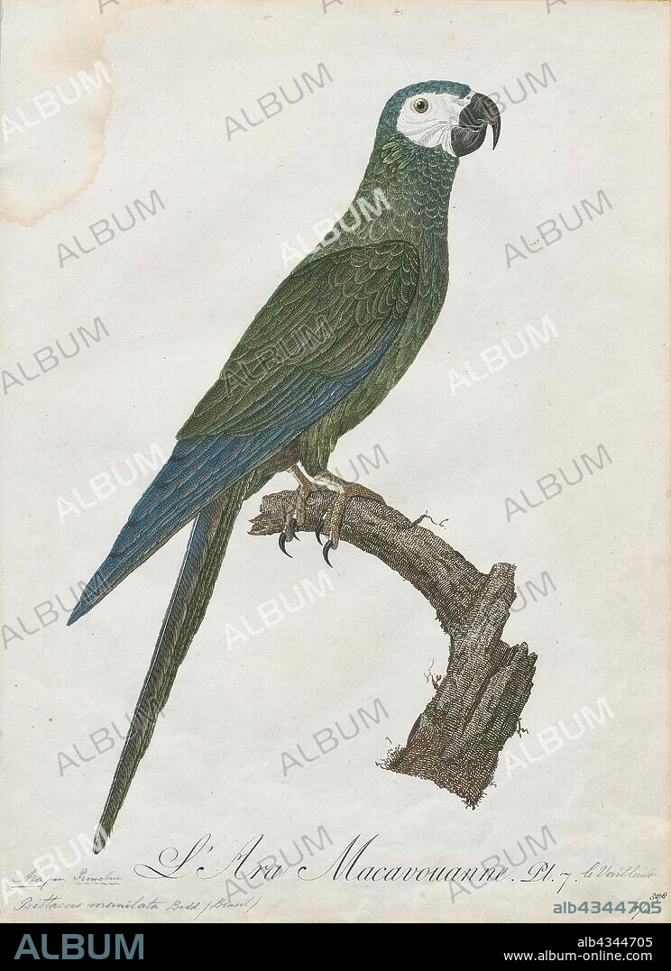 Ara manilata, Print, The red-bellied macaw (Orthopsittaca manilatus), also known as Guacamaya Manilata, is a medium-sized, mostly green South American parrot, a member of a group of large Neotropical parrots known as macaws. It is the largest of what are commonly called "mini-macaws". The belly has a large maroon patch which gives the species its name., 1796-1808.