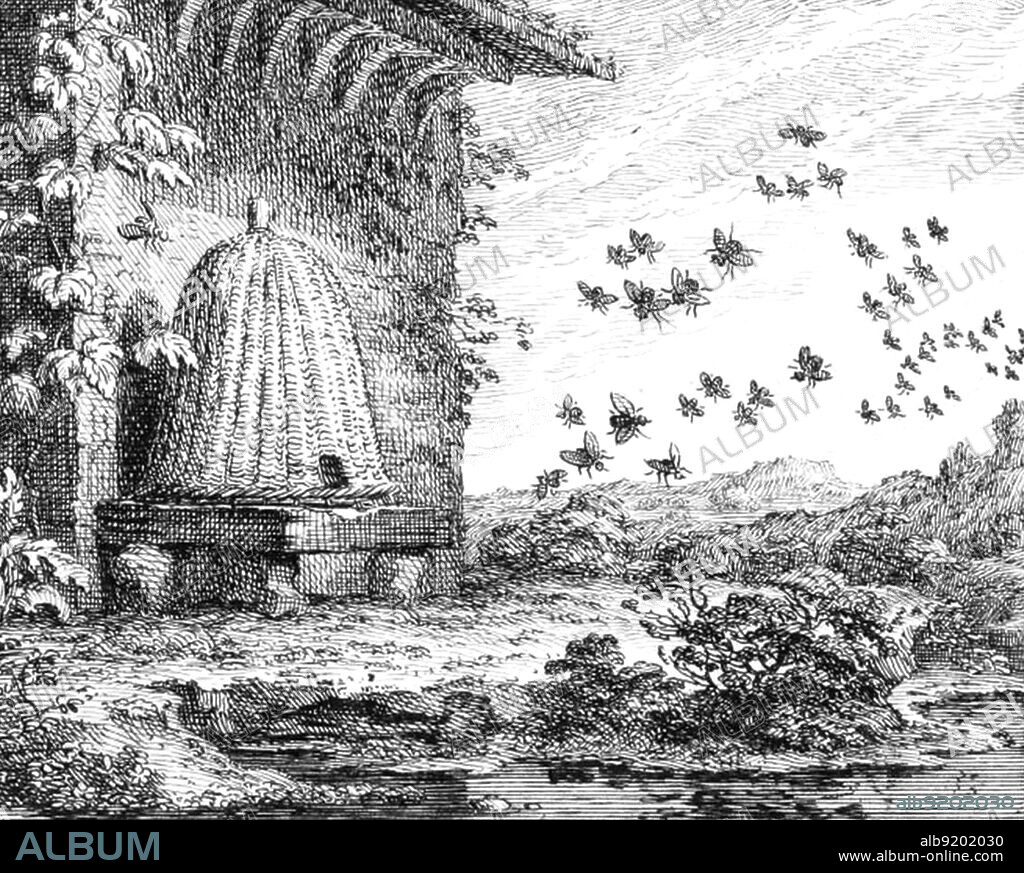 Engraving of bees leaving their bell-shaped hive, known as a skep made from some type of grass, reed or rope. This type of hive was cheap and easy to construct. In its simplest form, there is a single entrance at the bottom and there is no internal structure provided for the bees and the colony must produce its own honeycomb, which is attached to the inside of the skep. It has the disadvantage that it is difficult to harvest the honey. The technology of beekeeping has remained fairly constant throughout the centuries.