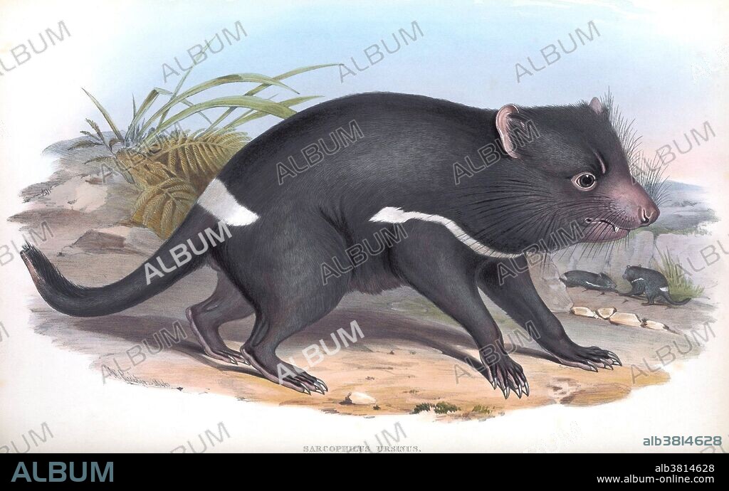 Tasmanian devil (Sarcophilus harrisii, formerly Sarcophilus ursinus) from The Mammals of Australia, written and published by John Gould, 1863. Printed by Taylor and Francis, London. Tasmanian devils are endangered by devil facial tumor disease, a transmissible cancer.