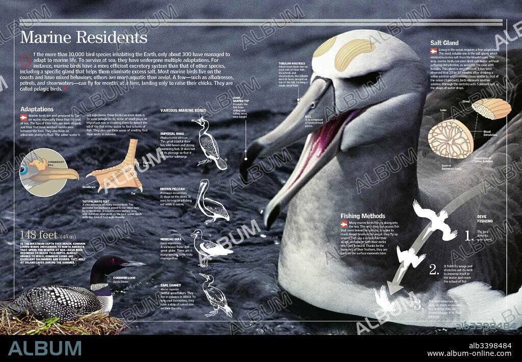 Residentes marinos. Aves marinas: adaptaciones, tipos y técnica de pesca.