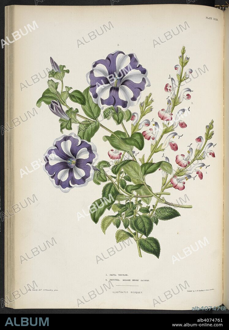 EDWARD GEORGE HENDERSON and C. T ROSENBERG. Salvia tricolor / Petunia, Madame Henry Jacotot Salvia tricolor. Common sage. (Fig.1) Petunia, Madame Henry Jacotot. (Fig.2) . The Illustrated Bouquet, consisting of figures, with descriptions of new flowers. London, 1857-64. Source: 1823.c.13 plate 32.