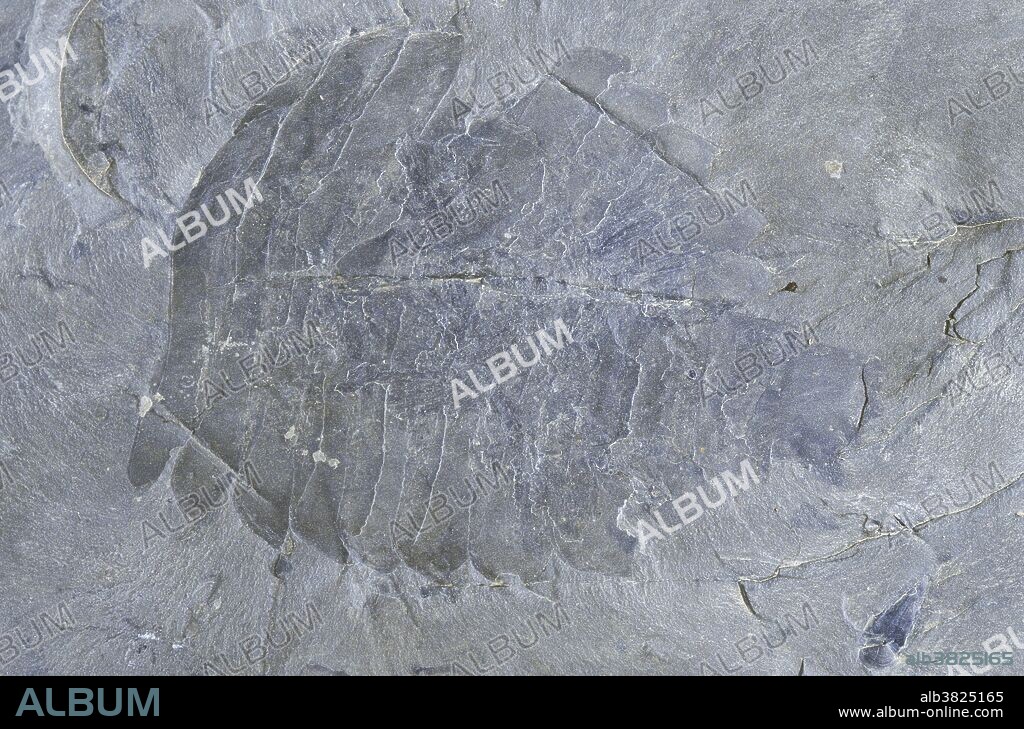 Fossil of Sidneyia, a carnivorous arthropod from the Burgess Shale Formation in British Columbia, Canada.