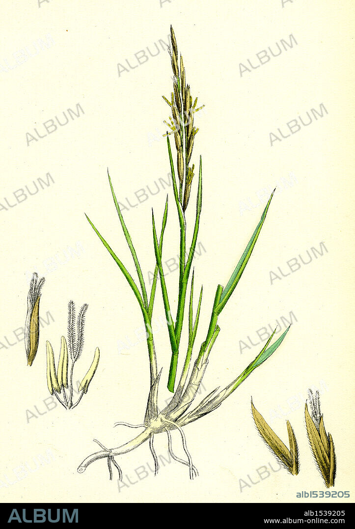 Spartina stricta; Twin-spiked Cord-grass.