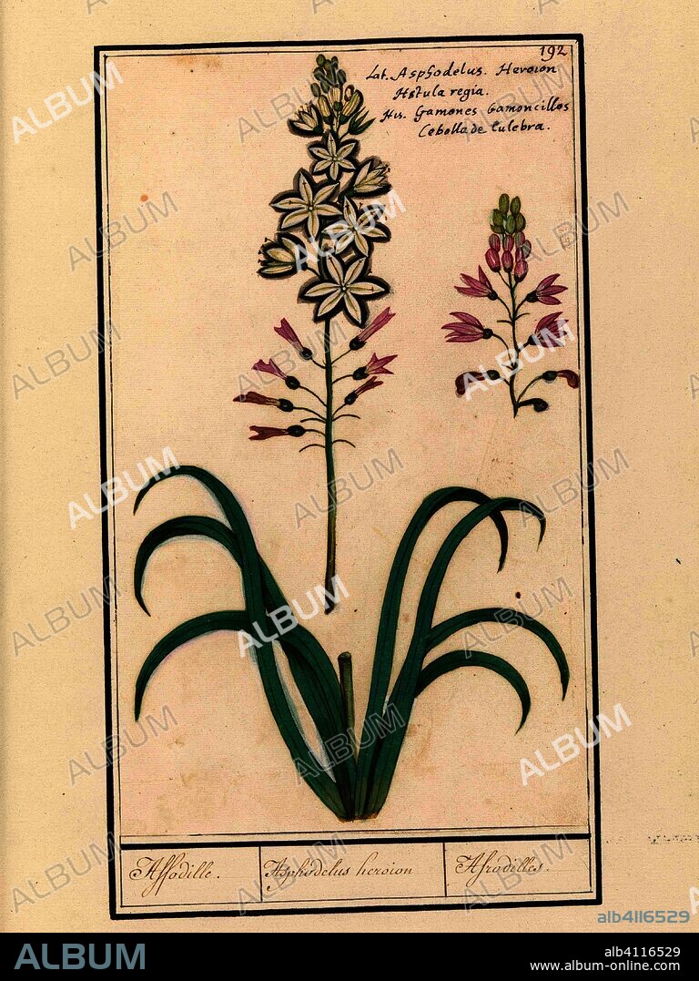 ANSELMUS BOËTIUS DE BOODT. Affodil (Asphodelus). Affodille. / Asphodelius heroion / Afrodilles. (title on object). Draughtsman: Anselmus Boëtius de Boodt. Draughtsman: Elias Verhulst. Dating: 1596 - 1610. Place: Praag. Measurements: h 272 mm × w 164 mm.