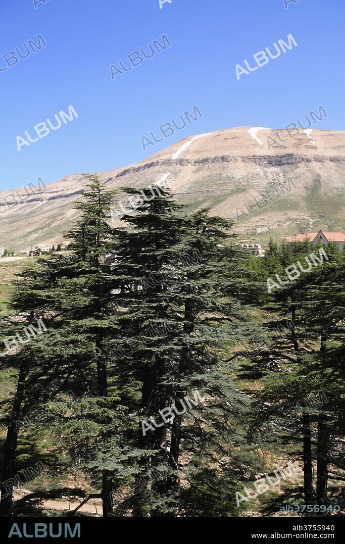 The Cedar Trees of Bcharre, Qadisha Valley (Holy Valley), UNESCO World Heritage Site, Lebanon, Middle East.